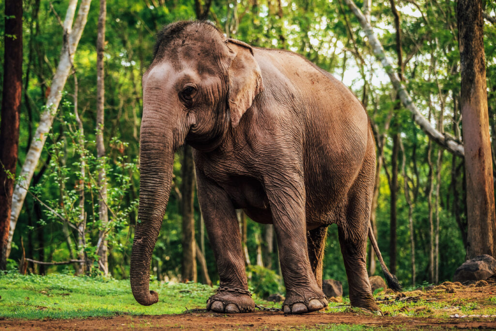 vecteezy_asian-elephant-at-the-zoo-in-chiang-mai-in-northern-thailand_36580129